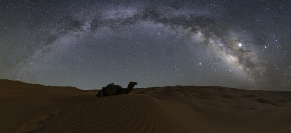 Milky way over dromedary in the sand dunes, Sahara desert, Tunisia, Northern Africa.