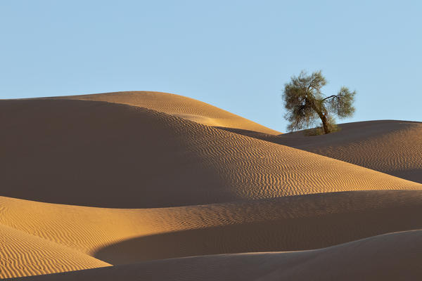 the lonely tree around Camp Mars village in the sand dunes, Sahara desert, Tunisia, Northern Africa.