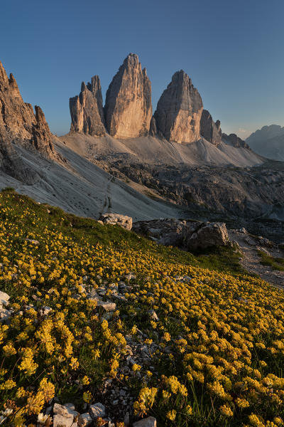Summer sunset at Tre Cime di Lavaredo whit flowery field, Drei Zinnen, Three Peaks of Lavaredo, Dolomites, South Tyrol, Italy, Europe 