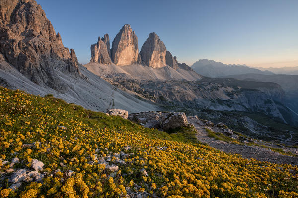 Summer sunset at Tre Cime di Lavaredo whit flowery field, Drei Zinnen, Three Peaks of Lavaredo, Dolomites, Veneto, South Tyrol, Italy, Europe 