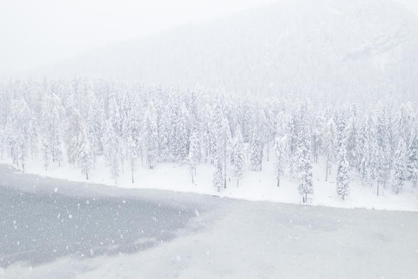 the snow-covered trees at Lake Antorno, a UNESCO world heritage site, province of Belluno, district of Veneto, Italy, Europe