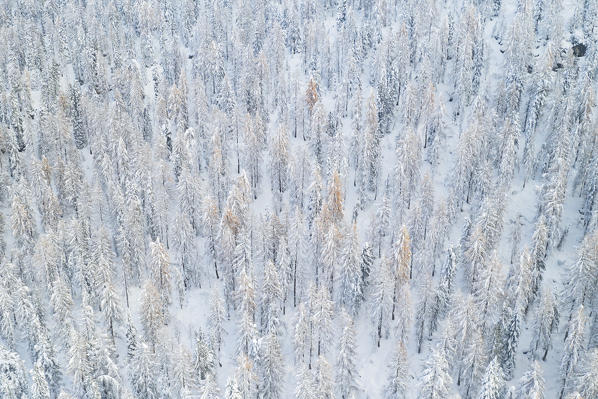 the snow-covered trees at Lake Antorno, a UNESCO world heritage site, province of Belluno, district of Veneto, Italy, Europe