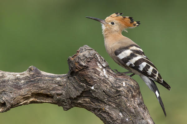 Hoopoe posing in the warm morning light, La spezia provincie, Liguria district, Italy, Europe
