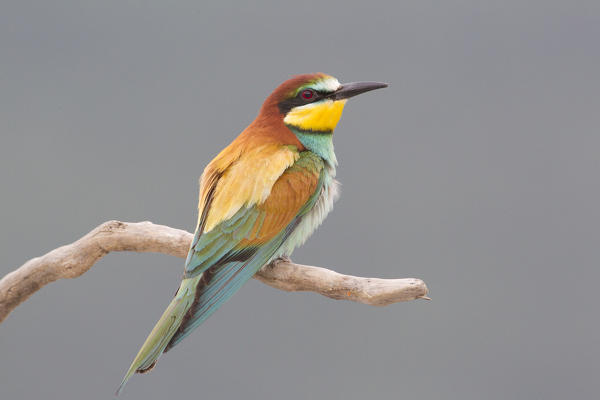 European bee-eater posing in the warm morning light, La spezia provincie, Liguria district, Italy, Europe
