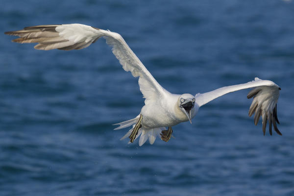 A Gannet stands out in the warm morning light, La spezia provincie, Liguria district, Italy, Europe