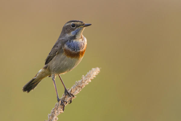 Bluethroat posing in the warm morning light, La spezia provincie, Liguria district, Italy, Europe