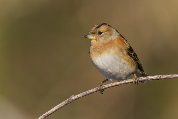 Brambling posing in the warm morning light,, La spezia provincie, Liguria district, Italy, Europe