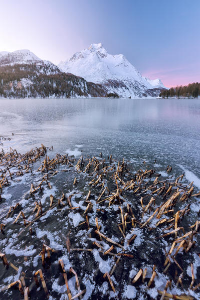the frozen lake of Sils photographed on a cold winter morning, Engadine, Canton of Graubünden, Switzerland, Europe 