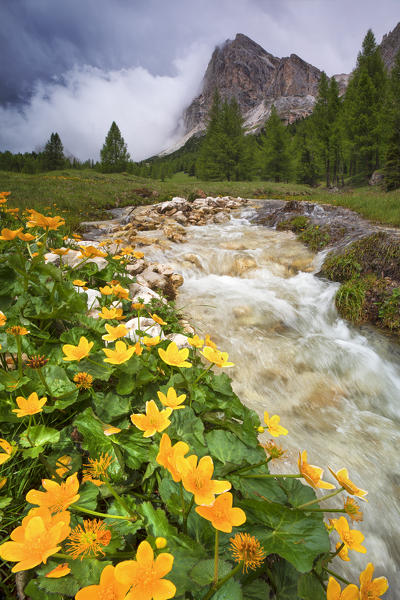 an expanse of beautiful colorful flowers runs alongside an alpine stream on a summer day, near the Falzarego Pass, Dolomiti, municipality of Cortina d'Ampezzo, Belluno province, Veneto district, Italy, Europe