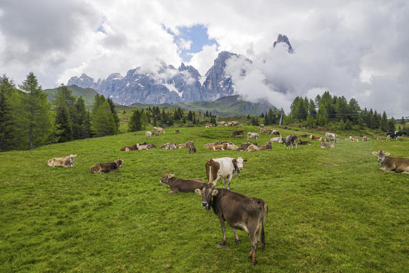 Aerial view taken from drone of cows grazing at Passo Rolle during a summer day, Val di Fassa, Dolomites, municipality of Canazei, province of Trento, district of Trentino Alto Adige, Italy, Europe