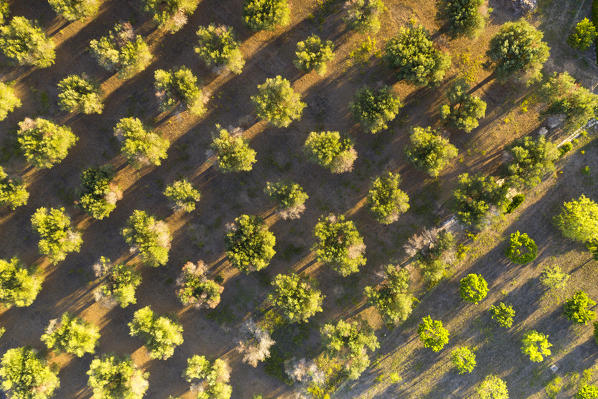 aerial view of the olive grove, located along the Adriatic coast near Otranto, municipality of Otranto, Lecce province, Apulia district, Italy, Europe