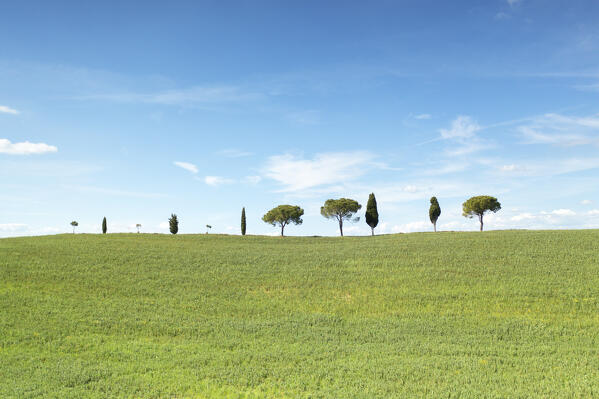aerial view of the iconic Cypresses of San Quirico d'Orcia during a beautiful spring day, Siena province, Tuscany district, Italy, Europe