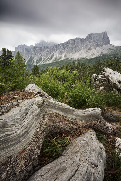 the roots of an old tree frame the Lastoi de Formin, Dolomiti, Unesco World Heritage Site, Belluno province, Veneto district, Italy, Europe
