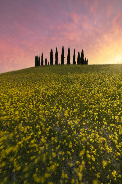 a warm light envelope the cypress near San Quirico d'Orcia during a spring sunset, San Quirico d'Orcia, Siena Province, Tuscany, Italy, Europe