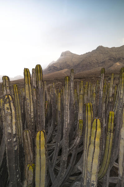 a long exposure to capture the beautiful view near to Playa de Cofete during a summer day, with the cactus in foreground, Natural Park de Jandia, Fuerteventura, Canary Island, Spain, Europe