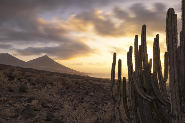 a long exposure to capture the sunset at Cofete Beach during a summer warm sunset with cactus in foreground, Natural Park de Jandia, Fuerteventura, Canary Island, Spain, Europe