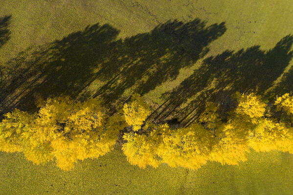 aerial vertical view of row of trees taken by drone, during an autumn sunny day, Alta Badia valley, Bolzano province, Trentino Alto Adige district, Italy, Europe