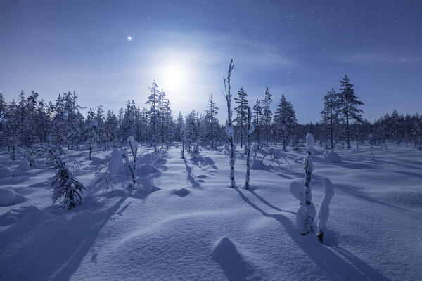 Pine trees in the arctic night whit a full moon in background, Lapland, Finland, Europe