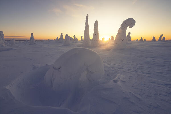 Trees covered with snow at sunrise, Riisitunturi National Park, Posio, Lapland, Finland