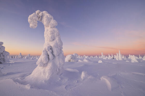 Trees covered with snow at dawn, Riisitunturi National Park, Posio, Lapland, Finland