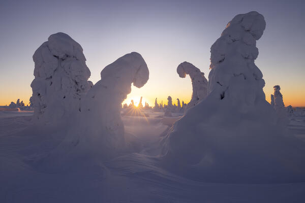 Trees covered with snow at sunrise, Riisitunturi National Park, Posio, Lapland, Finland