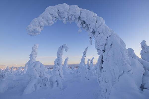 Trees covered with snow at sunrise, Riisitunturi National Park, Posio, Lapland, Finland