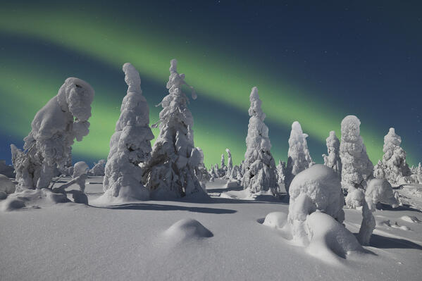 Trees covered with snow under a Northern Lights, Riisitunturi National Park, Posio, Lapland, Finland