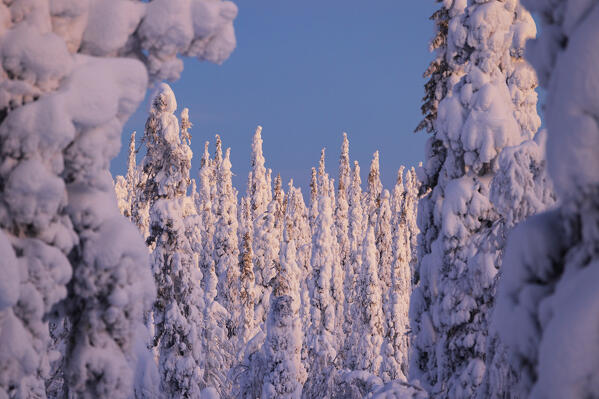 Trees covered with snow at dawn, Riisitunturi National Park, Posio, Lapland, Finland