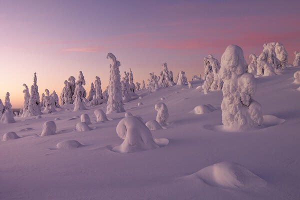 Trees covered with snow at dawn, Riisitunturi National Park, Posio, Lapland, Finland