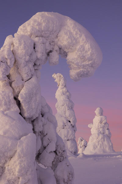 Trees covered with snow at dawn, Riisitunturi National Park, Posio, Lapland, Finland