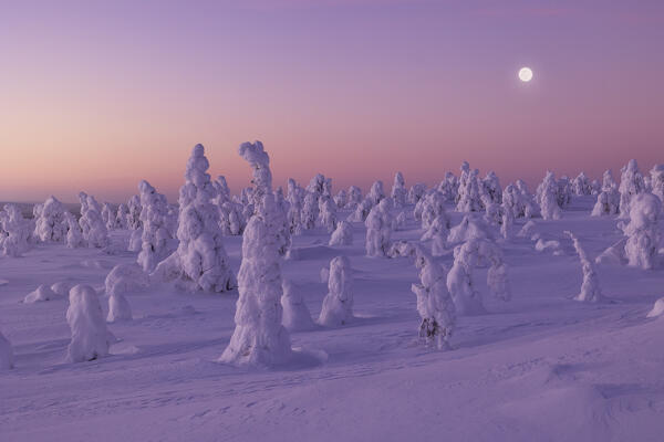 Trees covered with snow at dawn with a full moon in background, Riisitunturi National Park, Posio, Lapland, Finland