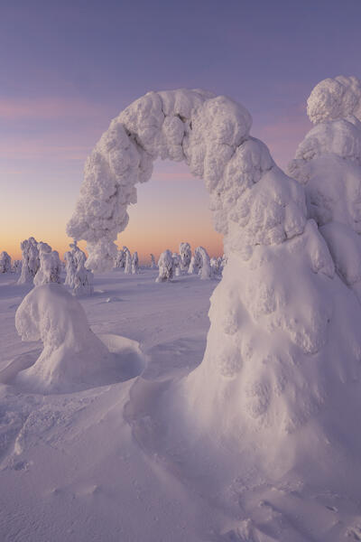 Trees covered with snow at dawn, Riisitunturi National Park, Posio, Lapland, Finland