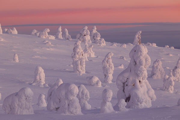 Trees covered with snow at dawn, Riisitunturi National Park, Posio, Lapland, Finland