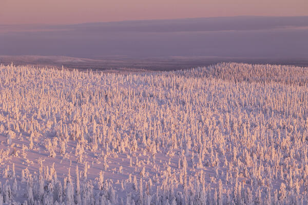 Trees covered with snow at dawn, Riisitunturi National Park, Posio, Lapland, Finland