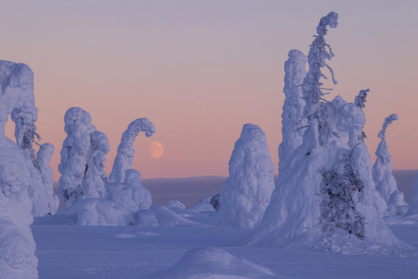 Trees covered with snow at dawn with a full moon in background, Riisitunturi National Park, Posio, Lapland, Finland