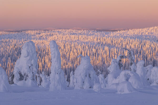 Trees covered with snow at dawn, Riisitunturi National Park, Posio, Lapland, Finland