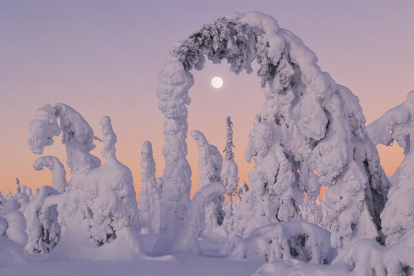 Trees covered with snow at dawn with a full moon in background, Riisitunturi National Park, Posio, Lapland, Finland