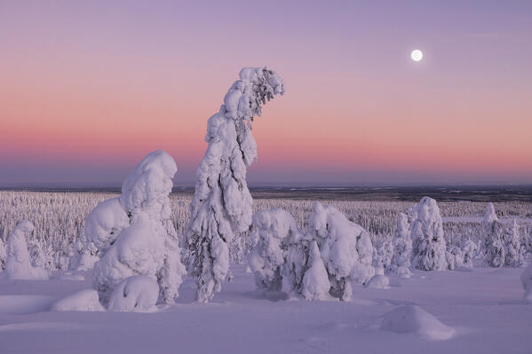 Trees covered with snow at dawn with a full moon in background, Riisitunturi National Park, Posio, Lapland, Finland
