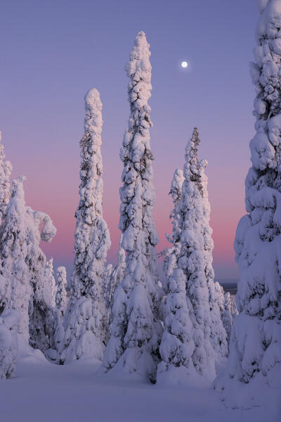 Trees covered with snow at dawn with a full moon in background, Riisitunturi National Park, Posio, Lapland, Finland