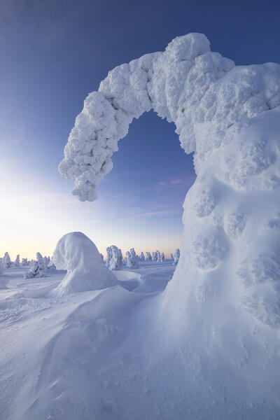 Trees covered with snow at sunrise, Riisitunturi National Park, Posio, Lapland, Finland