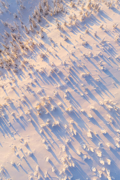 aerial vertical view taken by drone of trees covered with snow at dawn, Riisitunturi National Park, Posio, Lapland, Finland