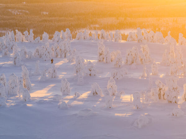 aerial view taken by drone of trees covered with snow at dawn, Riisitunturi National Park, Posio, Lapland, Finland