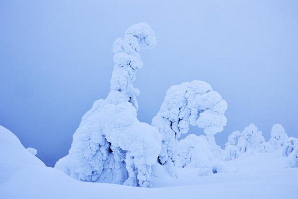 Trees covered with a snow over the hill near to Ruka, Lapland, Finland, Europe