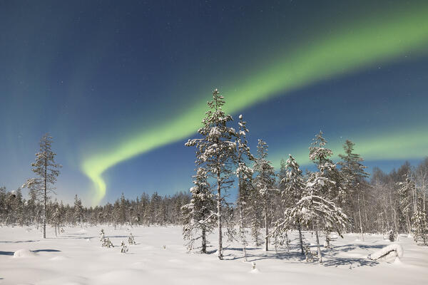 trees covered with snow in the arctic forest under the Northern Lights, Lapland, Finland