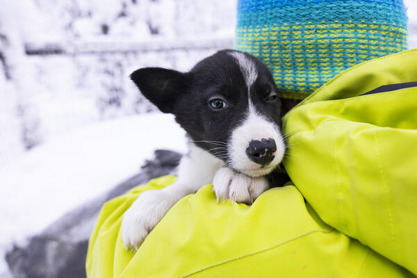 a boy holds a husky puppy in his arms on a cold winter day in Lapland, Finland, Europe