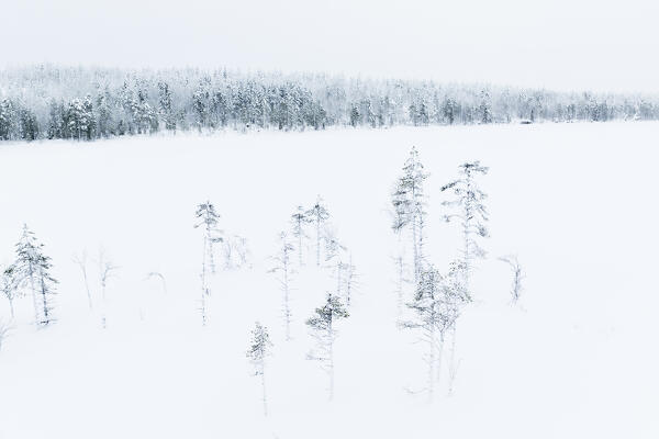 aerial view of the snowy forests of lapland, Finland, Europe
