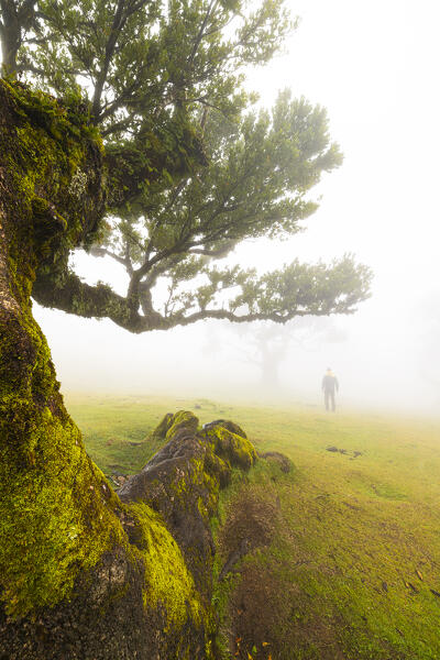 A man enjoys the beautiful view at Fanal Forest during a foggy spring day, Porto Moniz, Madeira, Portugal, Europe