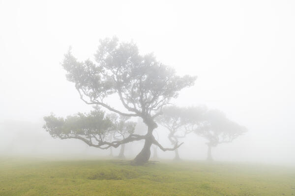the majestic Fanal Forest during a foggy spring day with a laurisilva trees, Porto Moniz, Madeira, Portugal, Europe