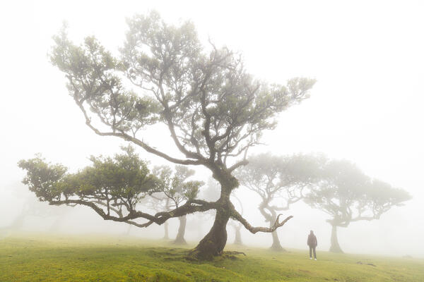 A girl enjoys the beautiful view at Fanal Forest during a foggy spring day, Porto Moniz, Madeira, Portugal, Europe