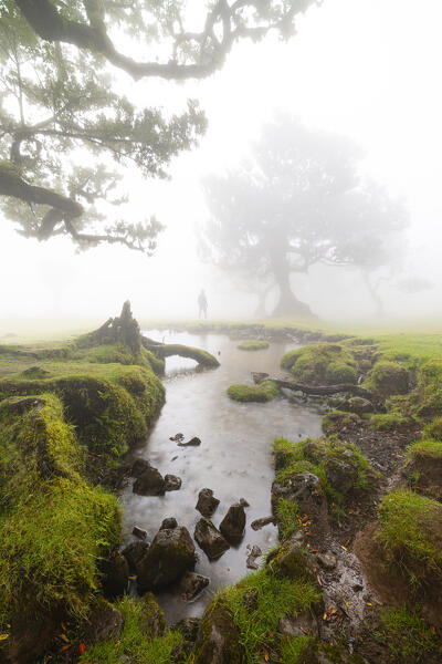 A guy enjoys the beautiful view at Fanal Forest during a foggy spring day, Porto Moniz, Madeira, Portugal, Europe